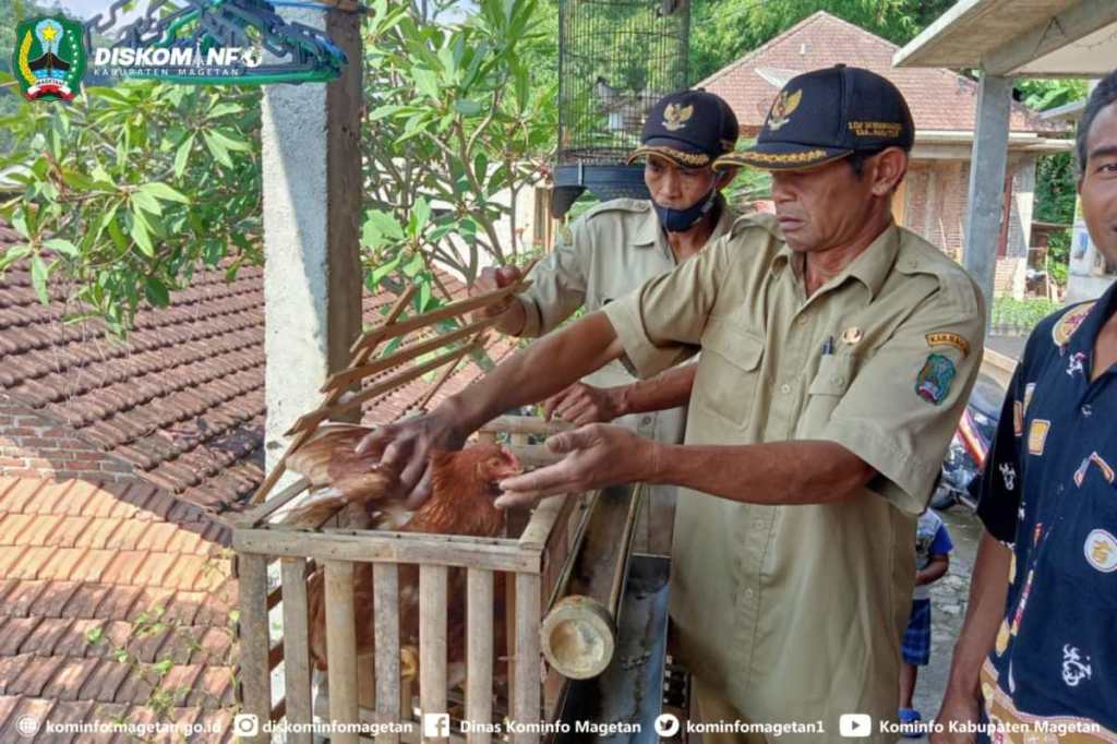 3 Ayam Petelur, Entaskan Kemiskinan dan Stunting di Sendangagung Plaosan – Dinas Komunikasi dan Informatika Kab. Magetan