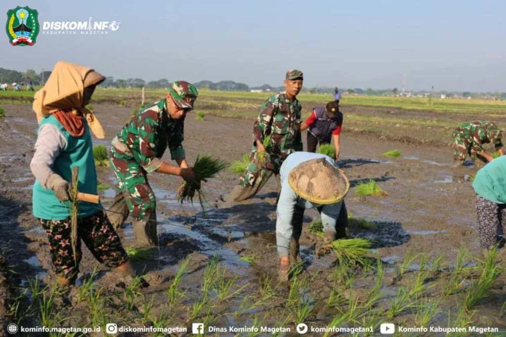 Nyemplung Sawah, Dandim 0804/Magetan Tanam Padi di Desa Gunungan – Dinas Komunikasi dan Informatika Kab. Magetan