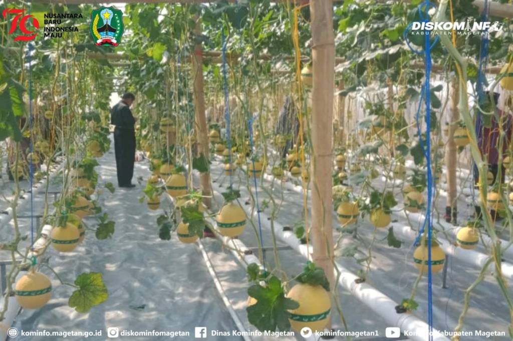 Lirik Wisata Pertanian, Majelis Ekonomi PDM Magetan Lauching Agrowisata Petik Melon Hidroponik LOZAM – Dinas Komunikasi dan Informatika Kab. Magetan